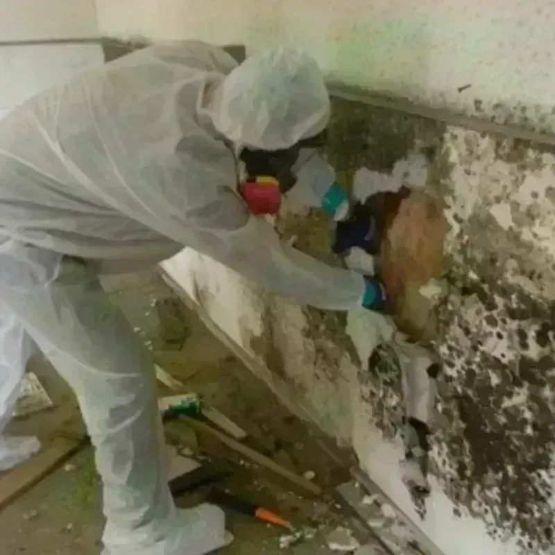 Mold Remediation and Removal in Bridgewater, MA